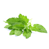 Holy Basil (Ocimum sanctum)