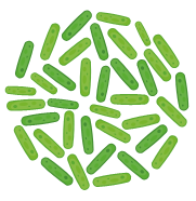 Strain #3: B. Lactis