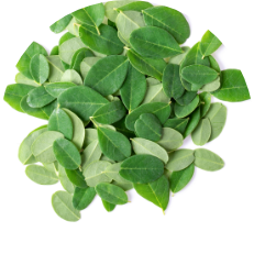 Moringa Leaf
        Extract
