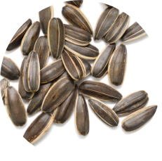 Sunflower
        Lecithin