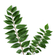 Curry Leaf
        Extract