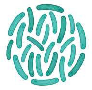 Strain #1: L. Gasseri