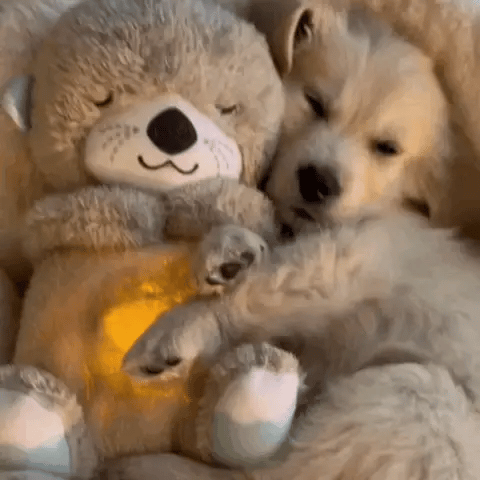 The Snuggle Otter is held by a dog, demonstrating the breathing function of the Snuggle Otter plush while the light is illuminated.