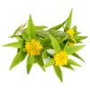 Rhodiola natural herb