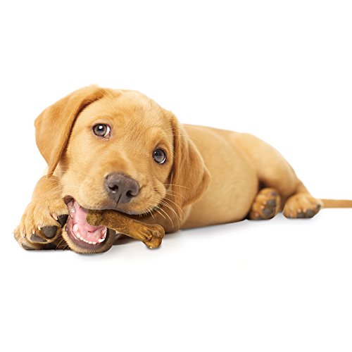 Image result for nylabone healthy edible puppy lamb